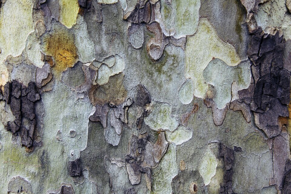 Colors natural wood tissue