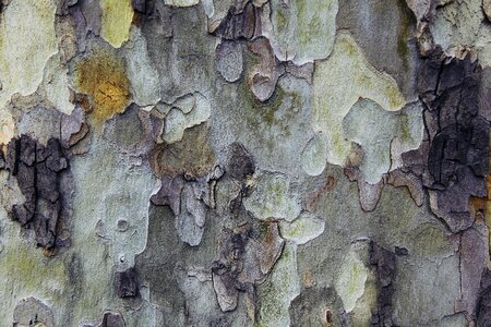 Colors natural wood tissue