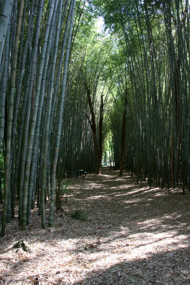 Bamboo forest tropics