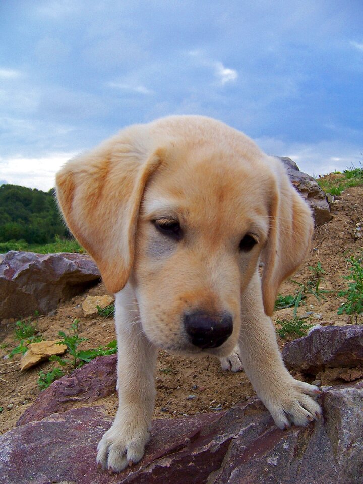 Animal cute labrador