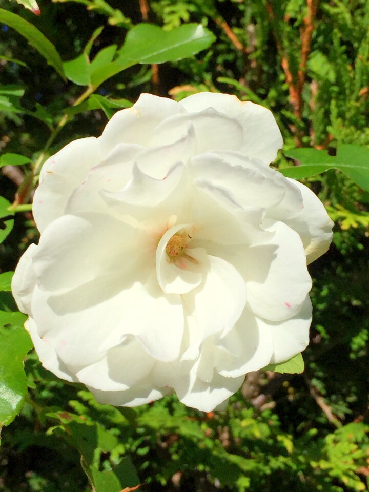 Flower blossom bloom