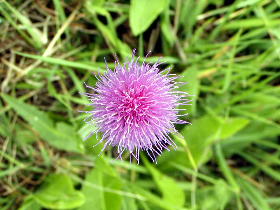 Flower thistle purple