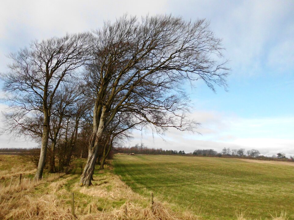Nature field
