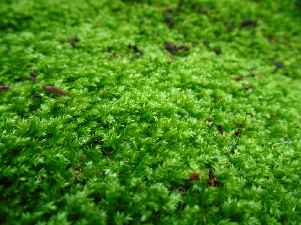 Plant nature garden