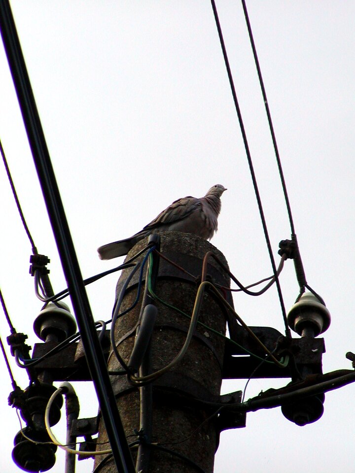 Bird pigeon risk