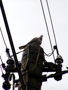 Bird pigeon risk photo