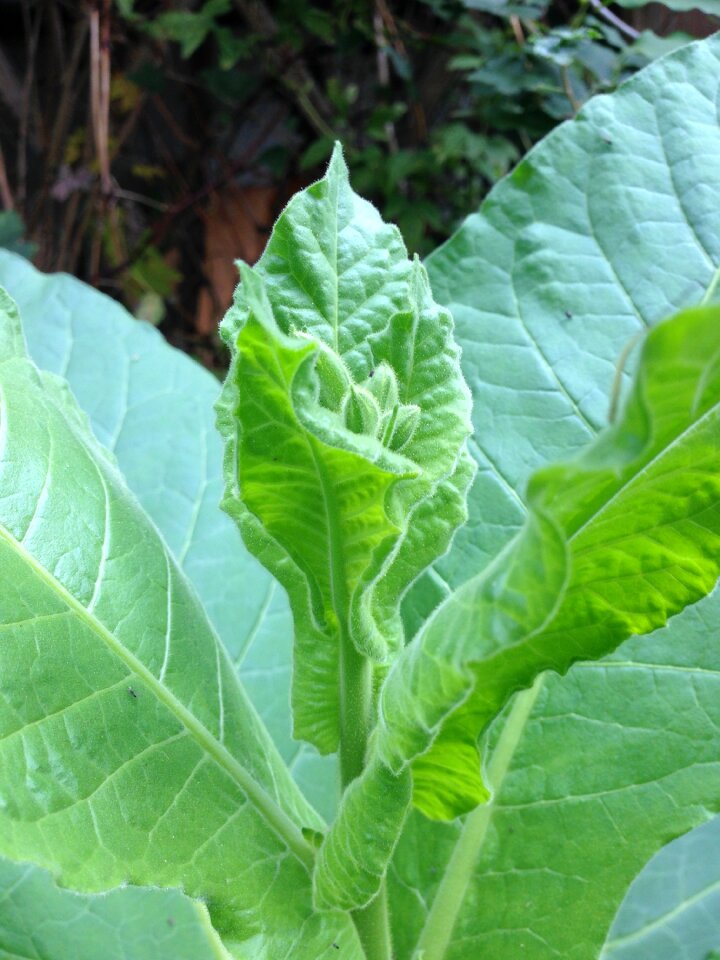 Tobacco medicinal plant inflorescences