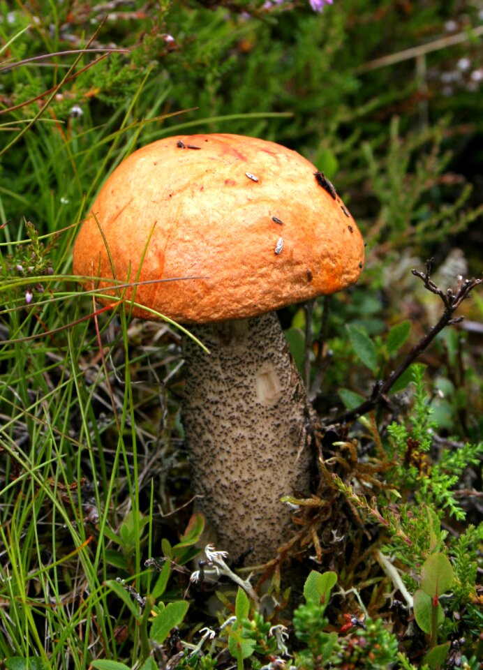 Autumn forest fungi