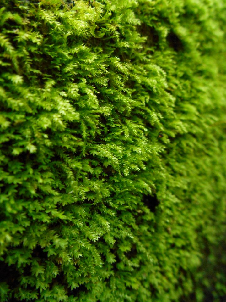 Nature spring green