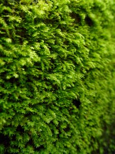 Nature spring green