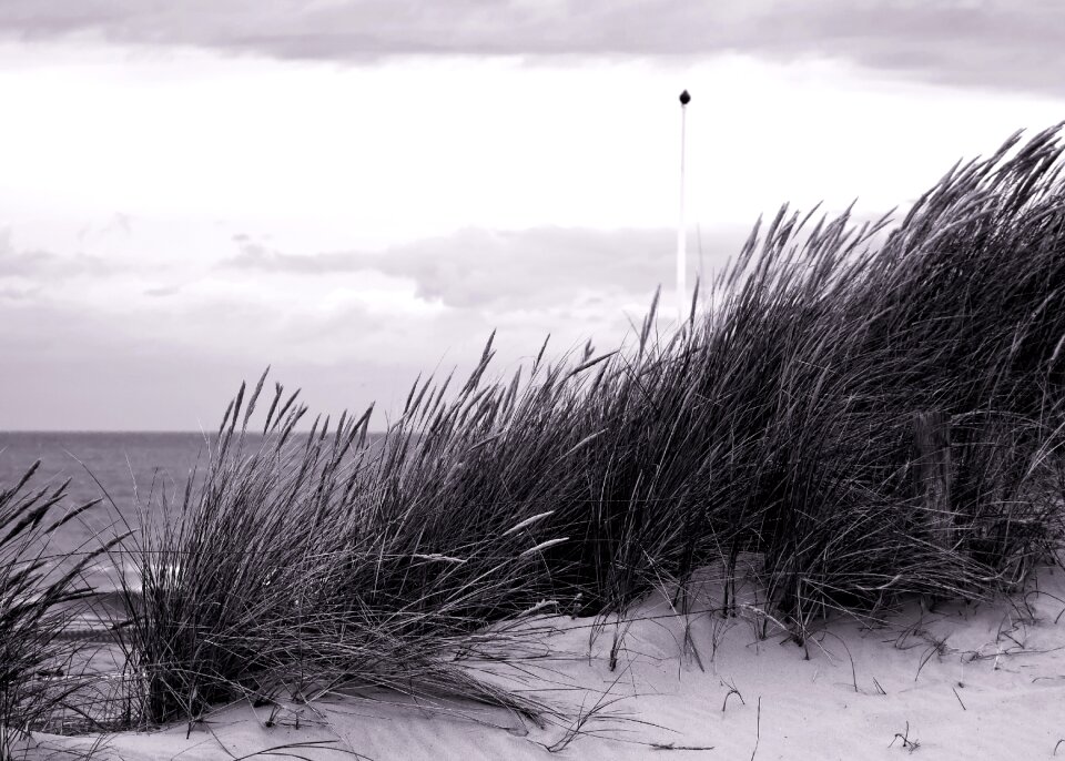 Coast north sea landscape