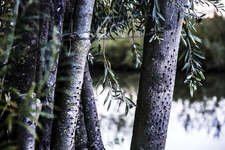 Water nature green