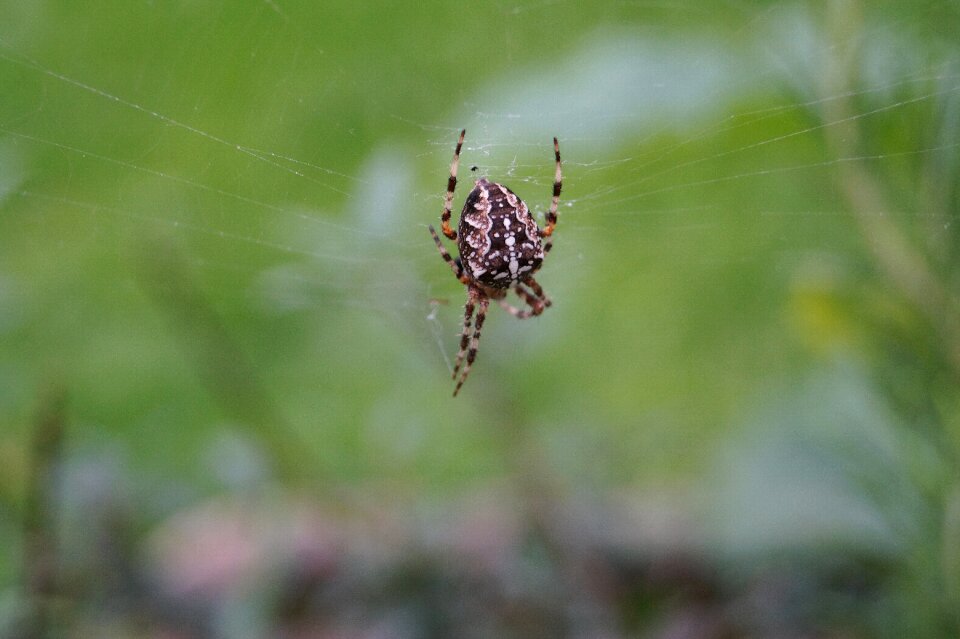 Close up nature animal