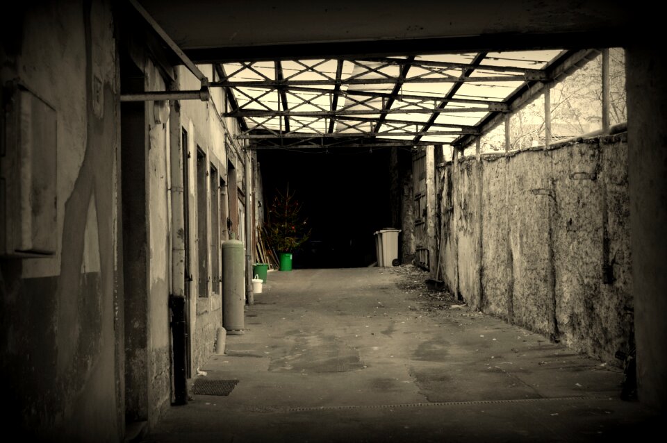 Hall fir tree bleak