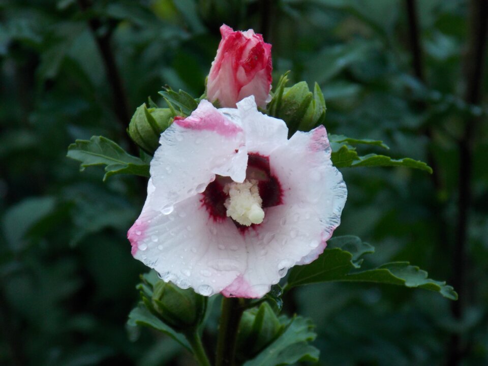 Nature flowers petal
