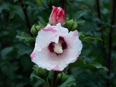 Nature flowers petal