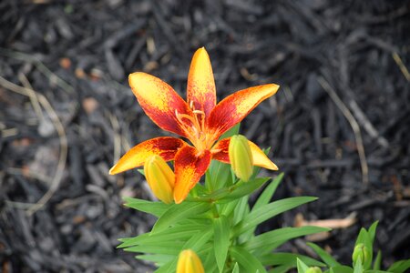 Plant day