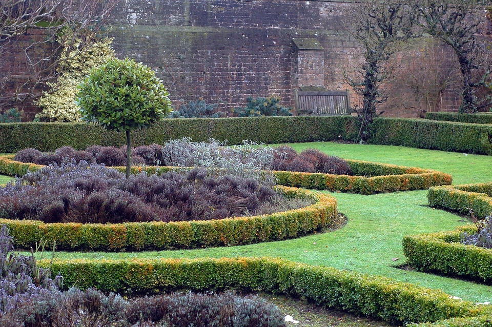 Plants shrubs hedges