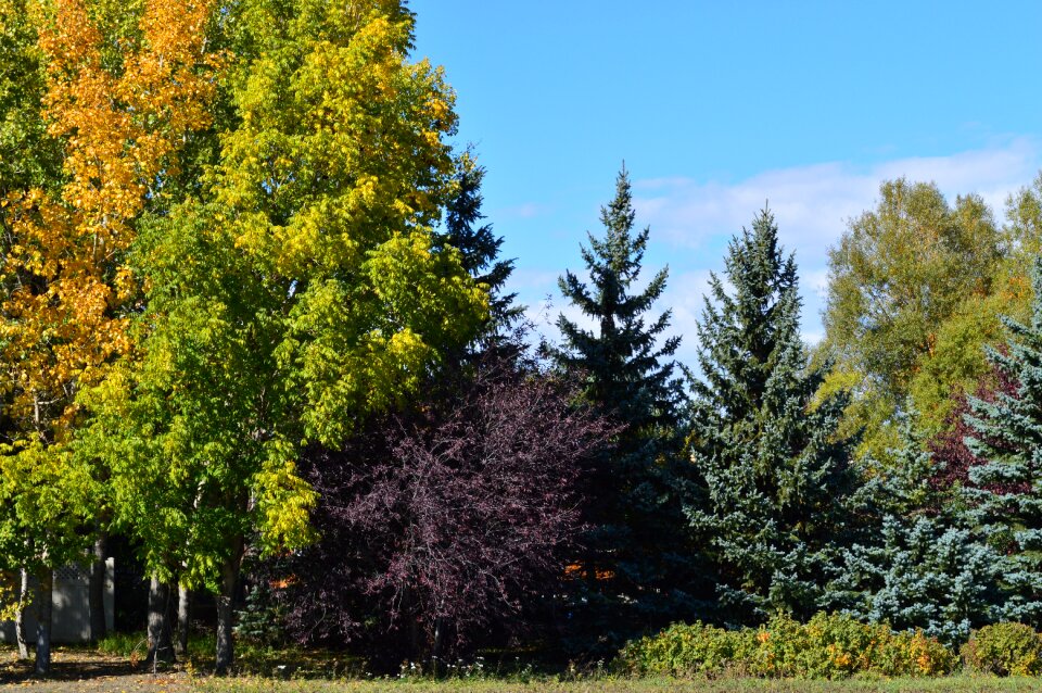 Trees autumnal seasonal