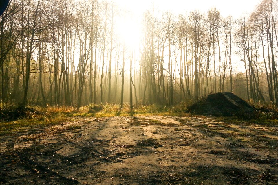 Forest the fog light