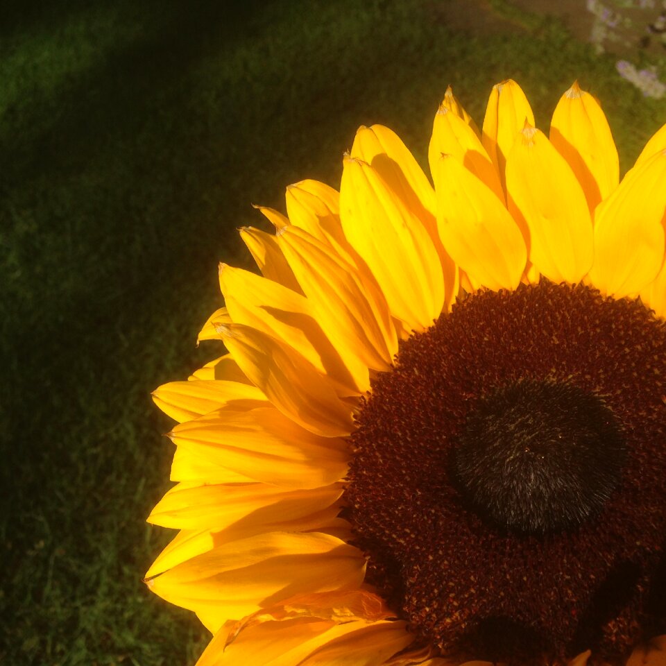 Sun colored fresh