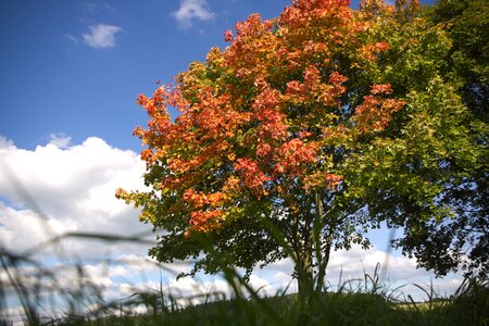 Tree sky hdr photo