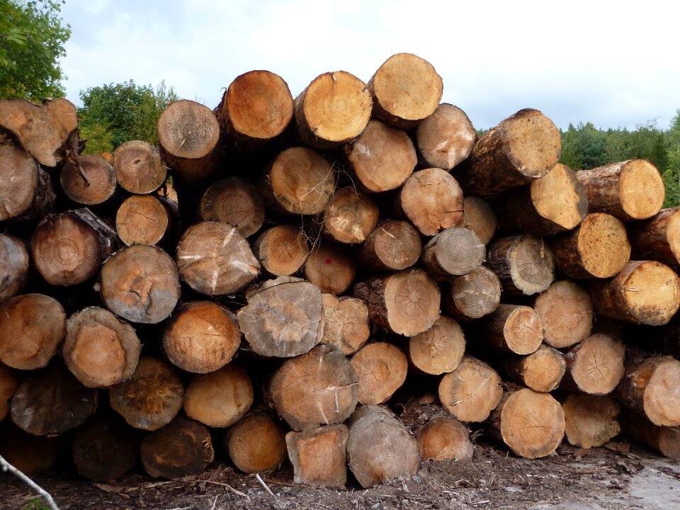 Timber saw mill tree trunk