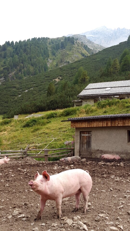 Livestock landscape mountains