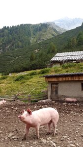 Livestock landscape mountains