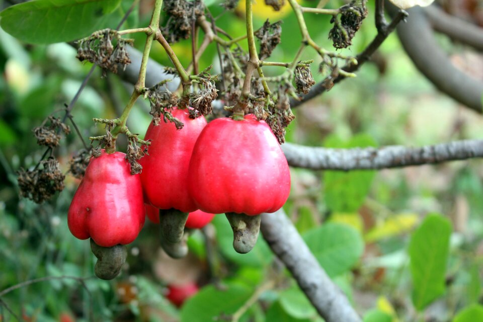 Nature food agriculture