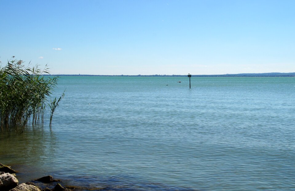 Blue reed shallow