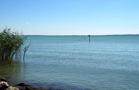 Blue reed shallow