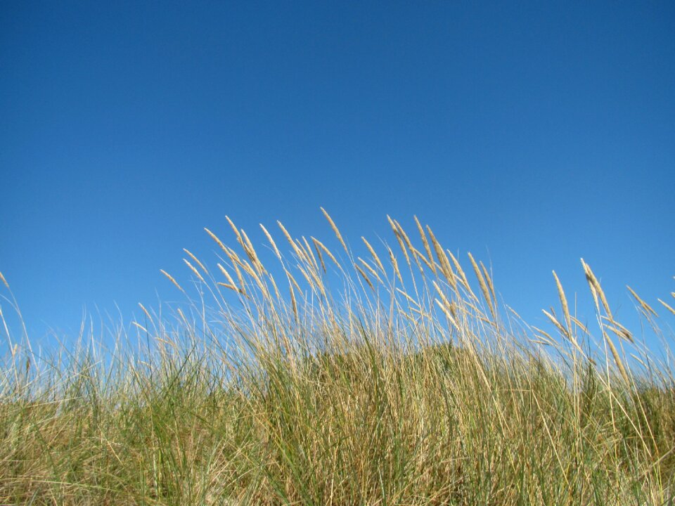 Fehmarn field dry grass