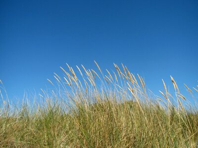 Fehmarn field dry grass photo