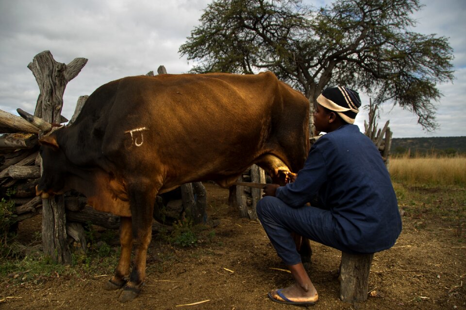 Agriculture cattle domestic