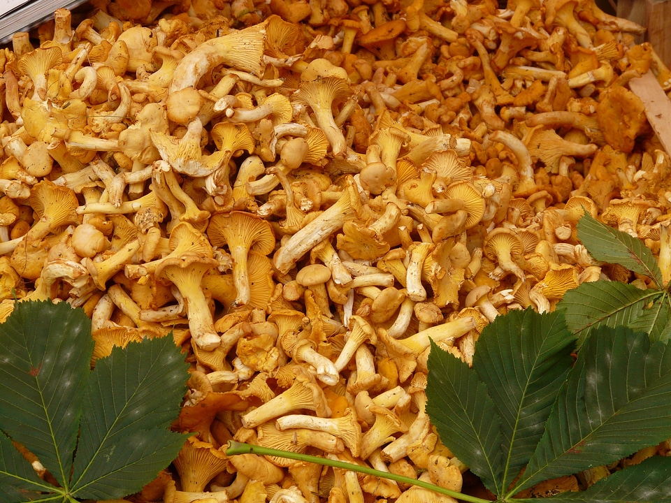 Cantharellus cibarius eierschwammerl reherl
