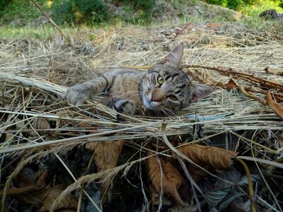 Tired autumn nature