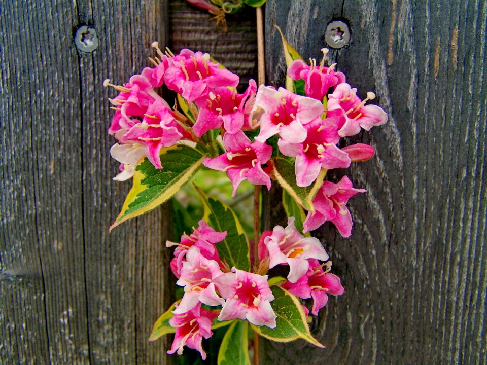 Rózsalonc pink-flowered shrub garden