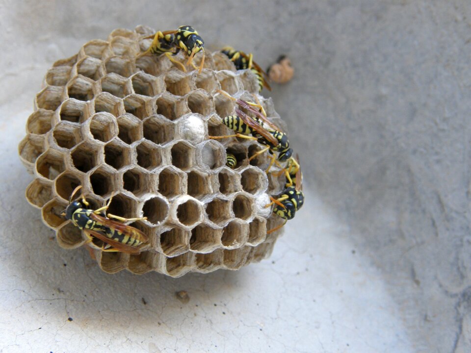Wasps' nest swarm diaper