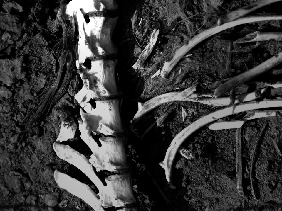 Vertebral column corpse animal