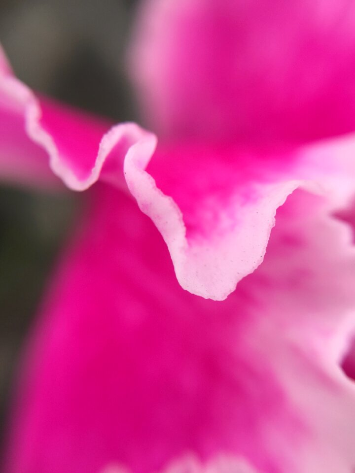 Pink petal pink leaf