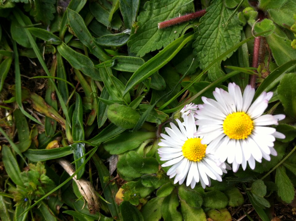 Flower daisy nature