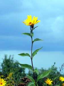 Flower wild sky