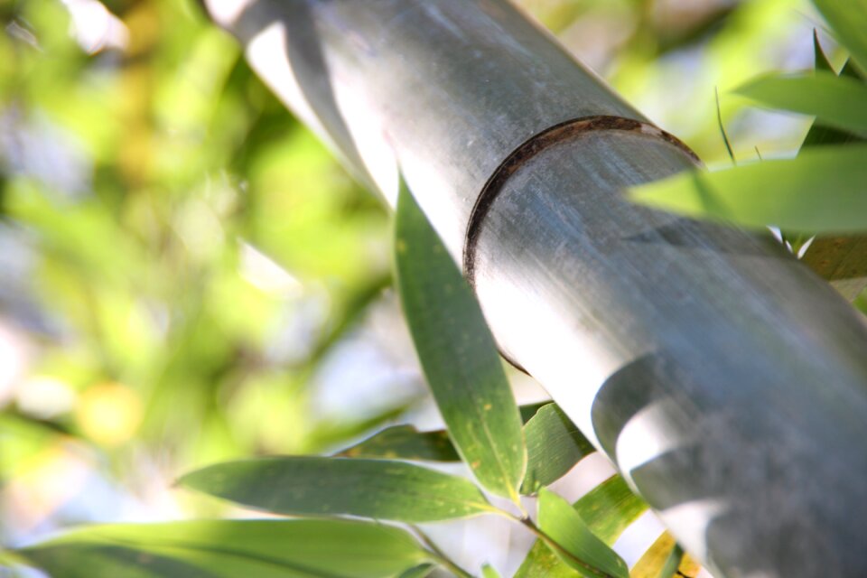 Bamboo forest tropics