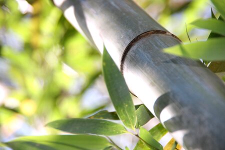 Bamboo forest tropics