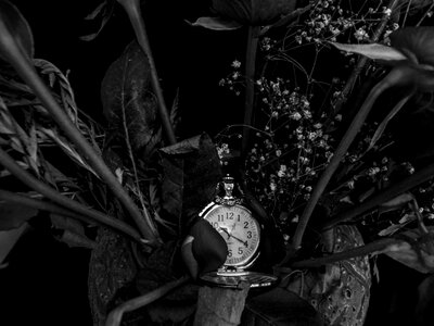 Relegio time flowers