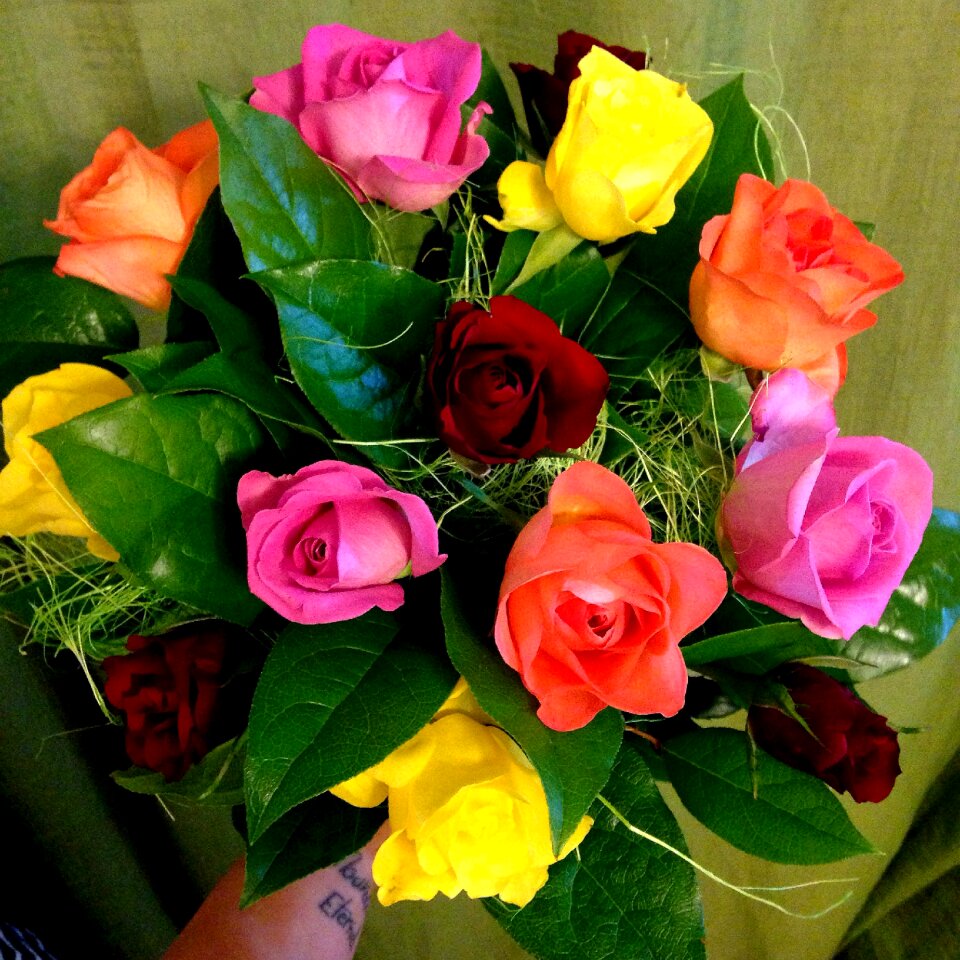 Flower pink rose pink