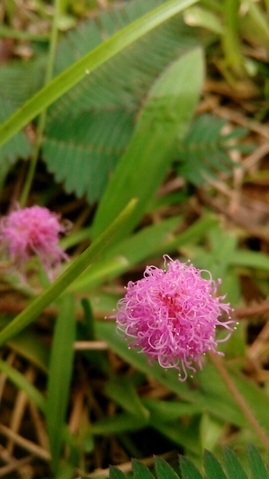Plants printing meadow