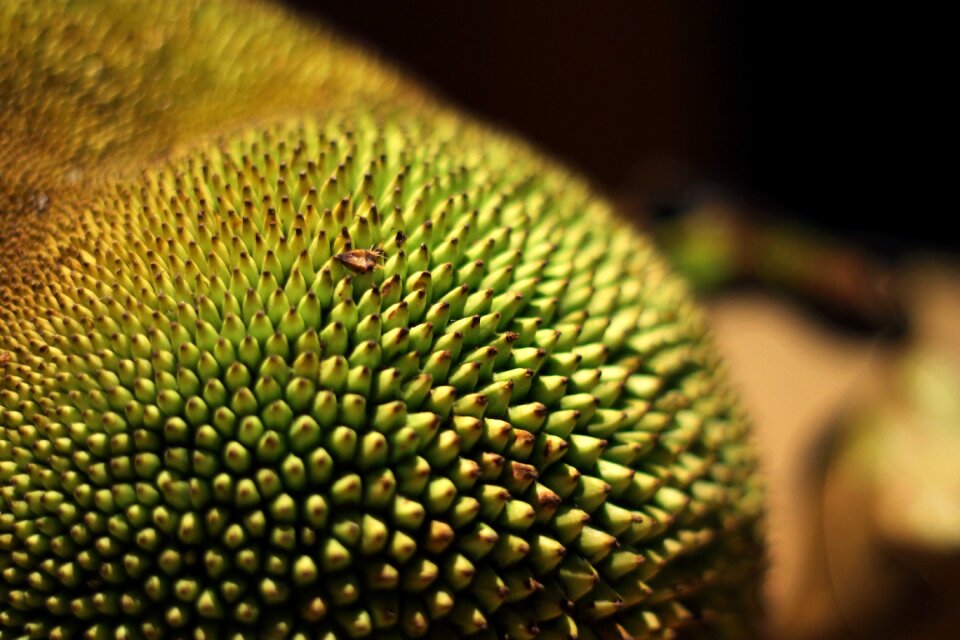 Asian fruit green exotic