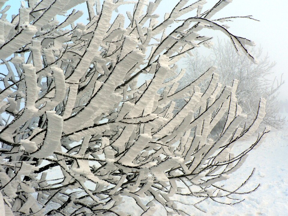 Icing branch slovakia